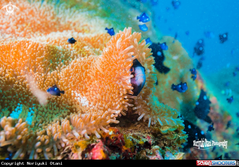Yellowtail clownfish at home