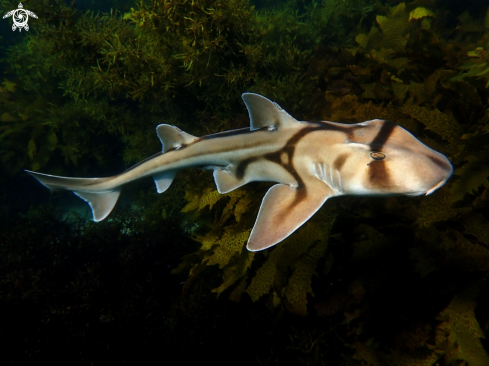 A Heterodontus portusjacksoni | Port Jackson shark