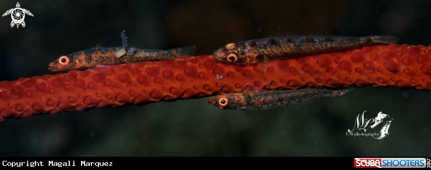 Family whip Coral  Goby 