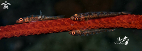 Whip coral Goby 