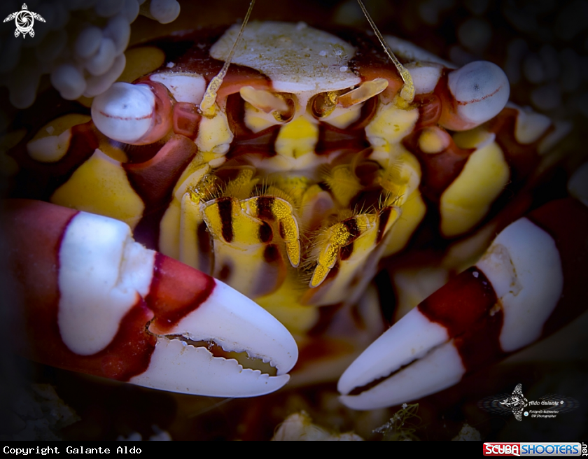 A Harlequin Crab