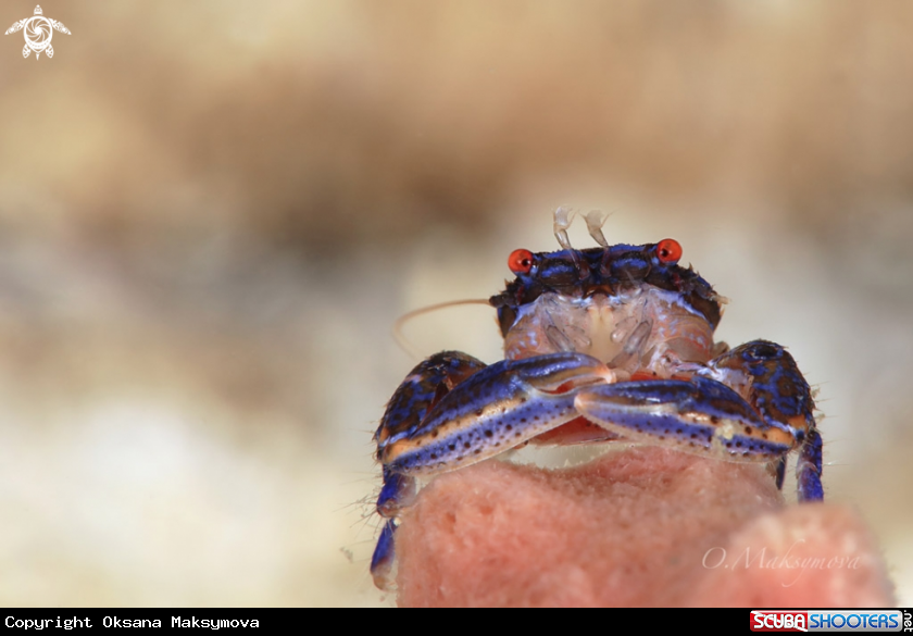 A Barrel Sponge Porcelain Crab (Aliaporcellana spongicola)