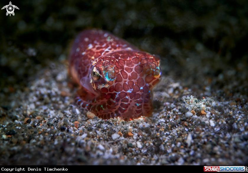 Berry's bobtail   squid