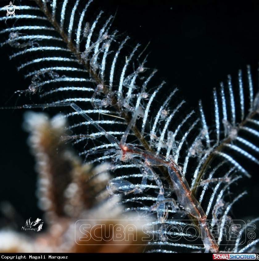 Skeleton Shrimp with Retra snoot 