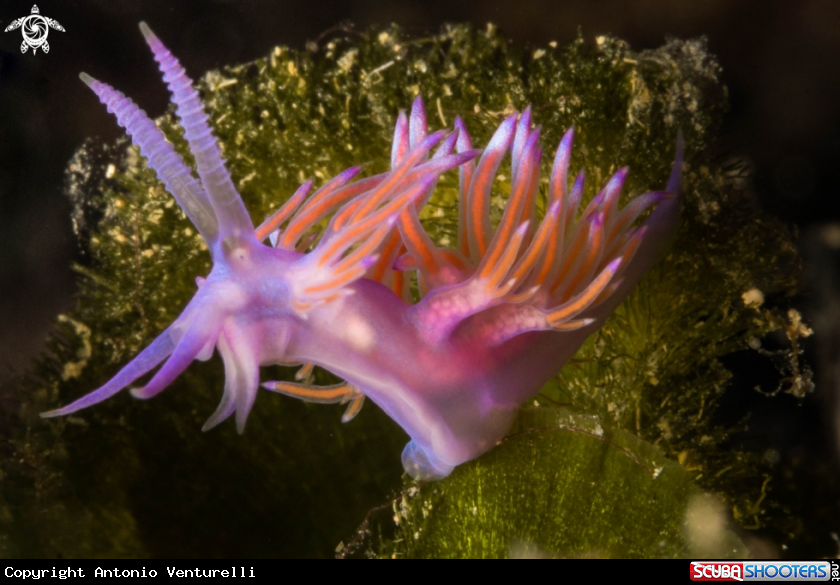A Pink Flabellina nudibranch