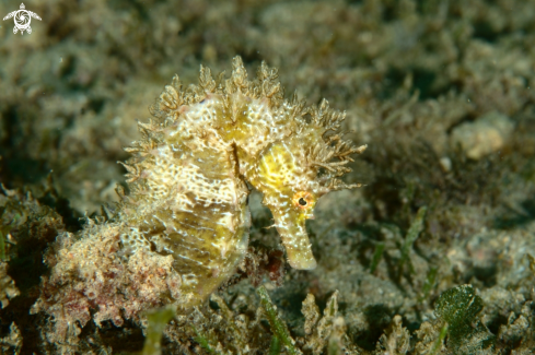 A Long-snouted seahorse