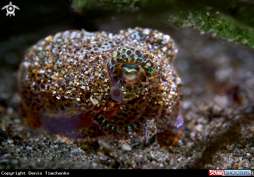  bobtail squid 