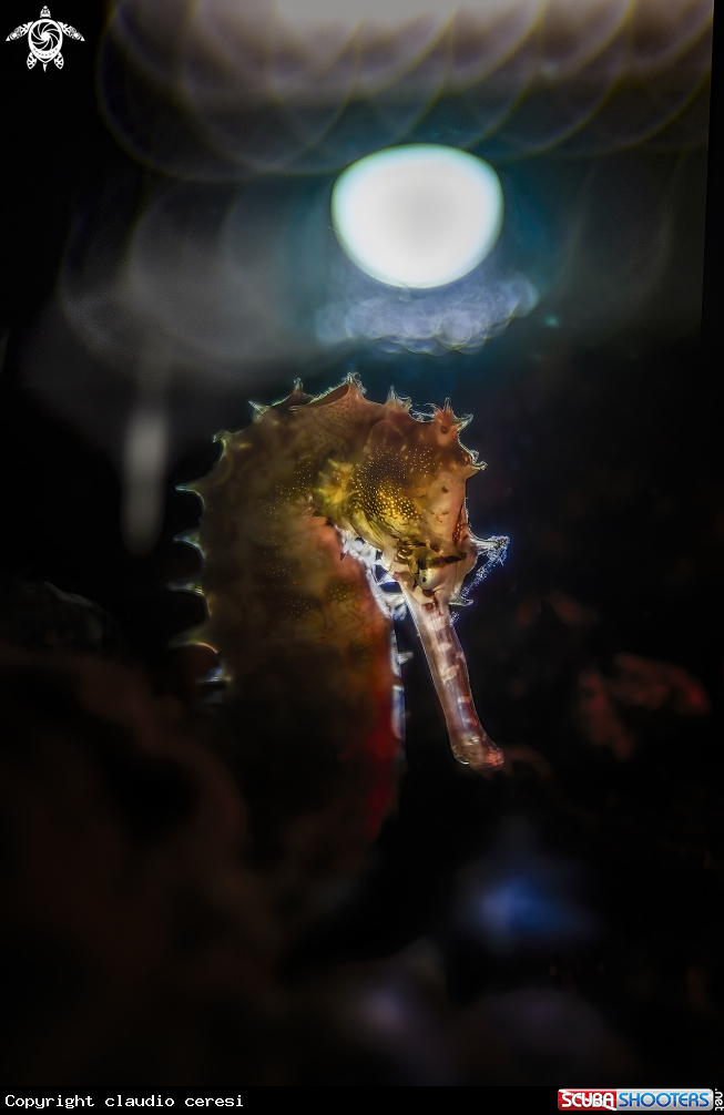A Hippocampus hystrix , cavalluccio marino istrice , porcupine seahorse