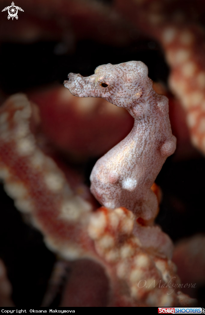 Denise's pygmy seahorse (Hippocampus denise)Â 