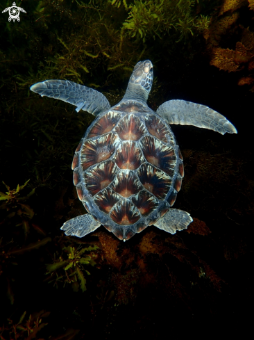 A Chelonia mydas | Green turtle