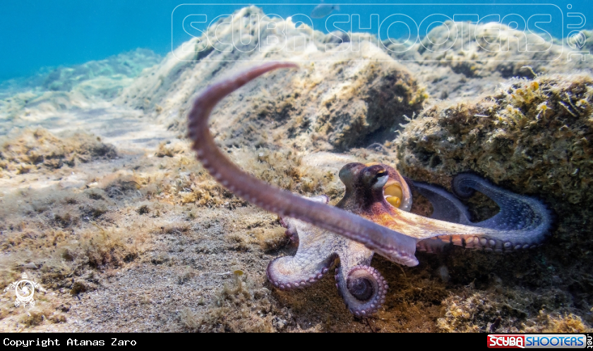 A Octopus