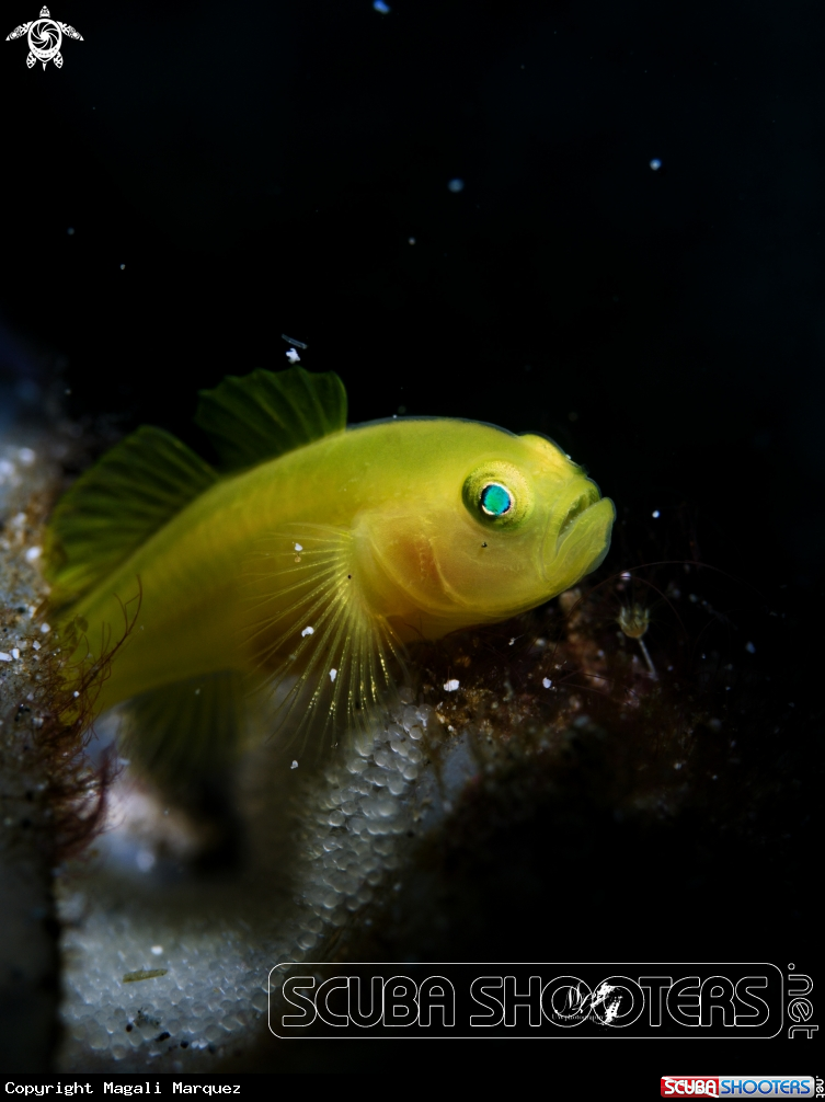 Yellow Gobyfish  with eggs 