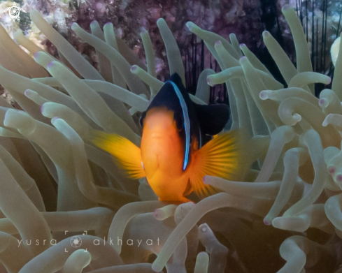 A Amphiprion Ocellaris | Clown Fish