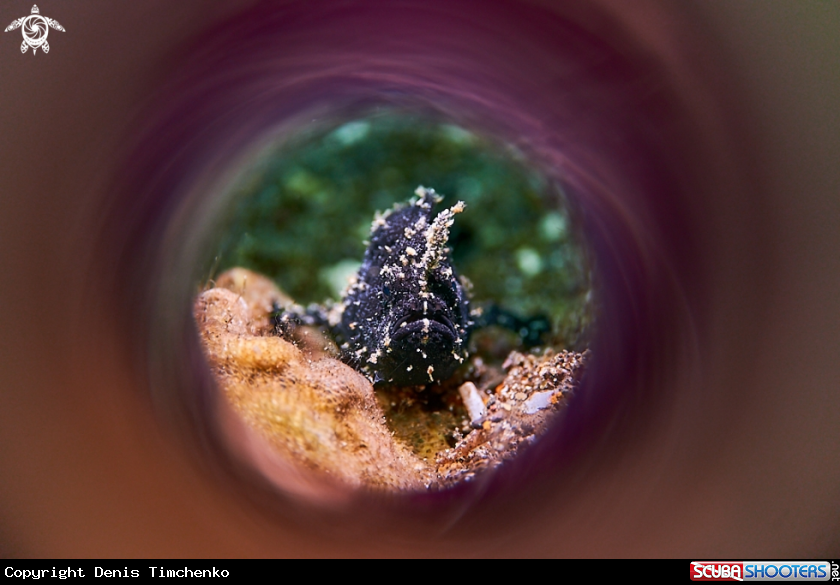 black frogfish