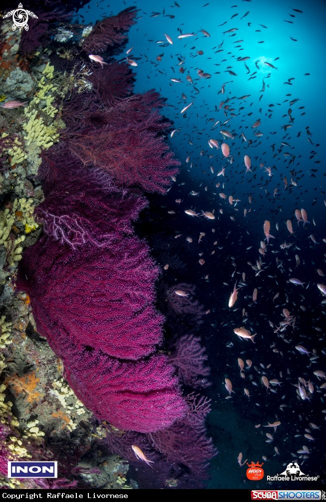 A Anthias on medsea reef