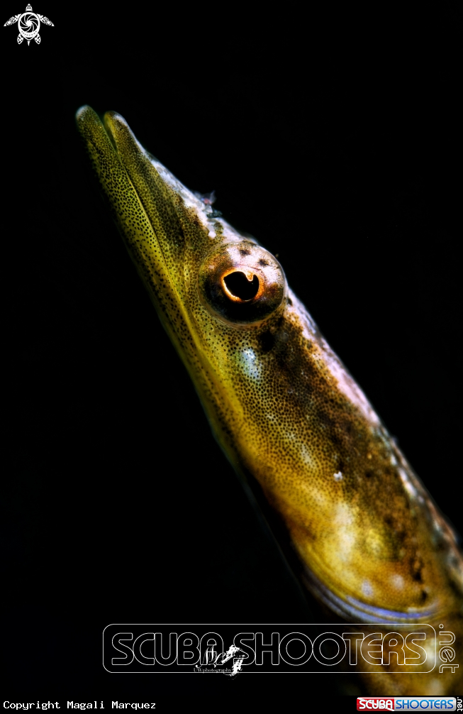  Pikeblenny with Retra snoot 