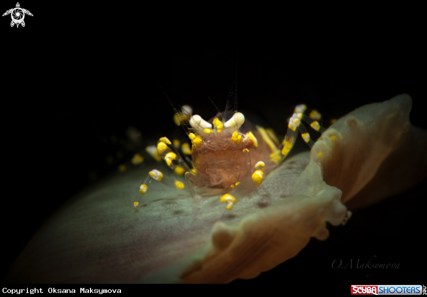 Hidden Corallimorph Shrimp (Pliopontonia furtiva)Â 
