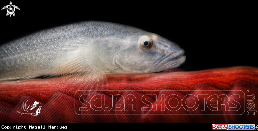Ghost Goby 