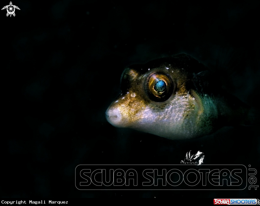 Sharpnose pufferfish  with Retra snoot 
