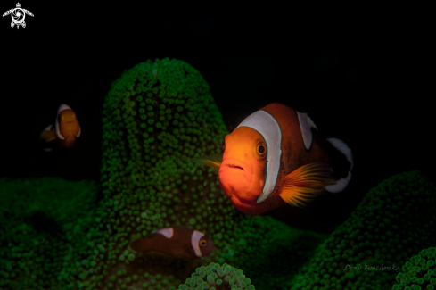 A Amphiprion polymnus | FISH