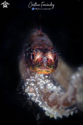 A Bryaninops tigris taking care of eggs | Goby