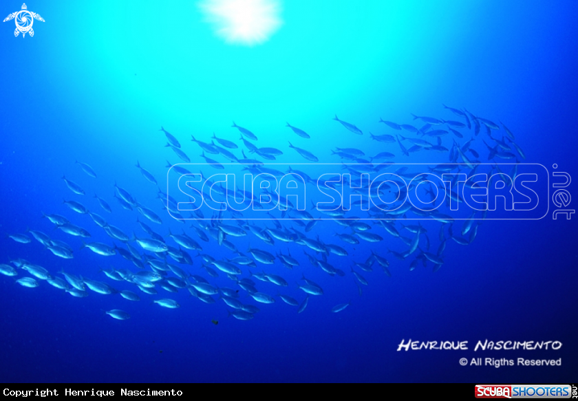 fish in the BLUE