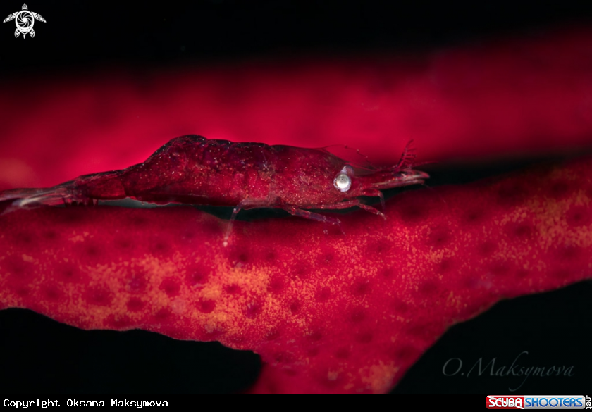 Gorgonian Shrimp (Hamodactylus cf. Noumeae)