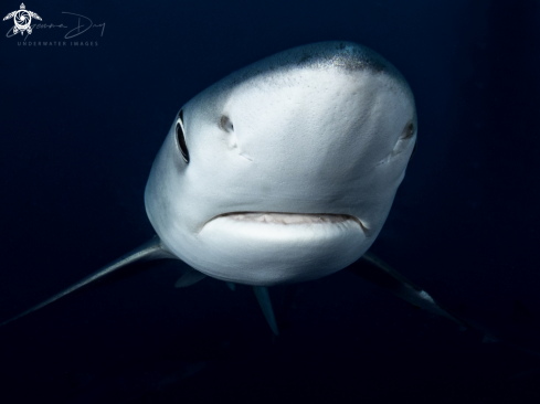 A Prionace glauca | Blue Shark