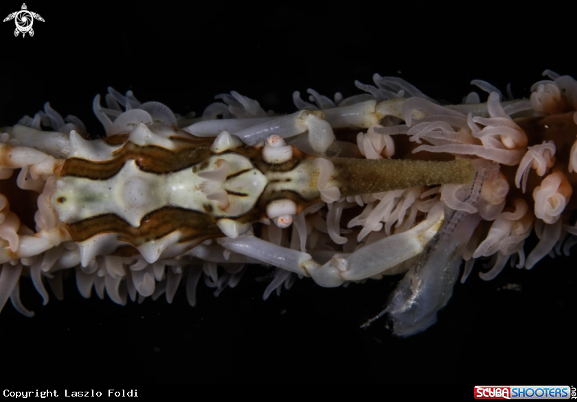 A Whip coral crab