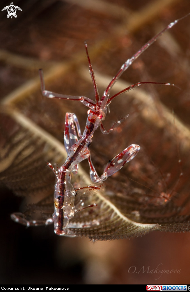 Red-Strip Skeleton shrimpÂ  (Protella similis) 
