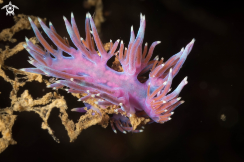 A Flabellina affinis | Flabellina violet nudibranch