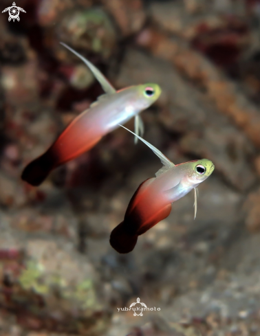 A Nemateleotris magnifica | Dartfish