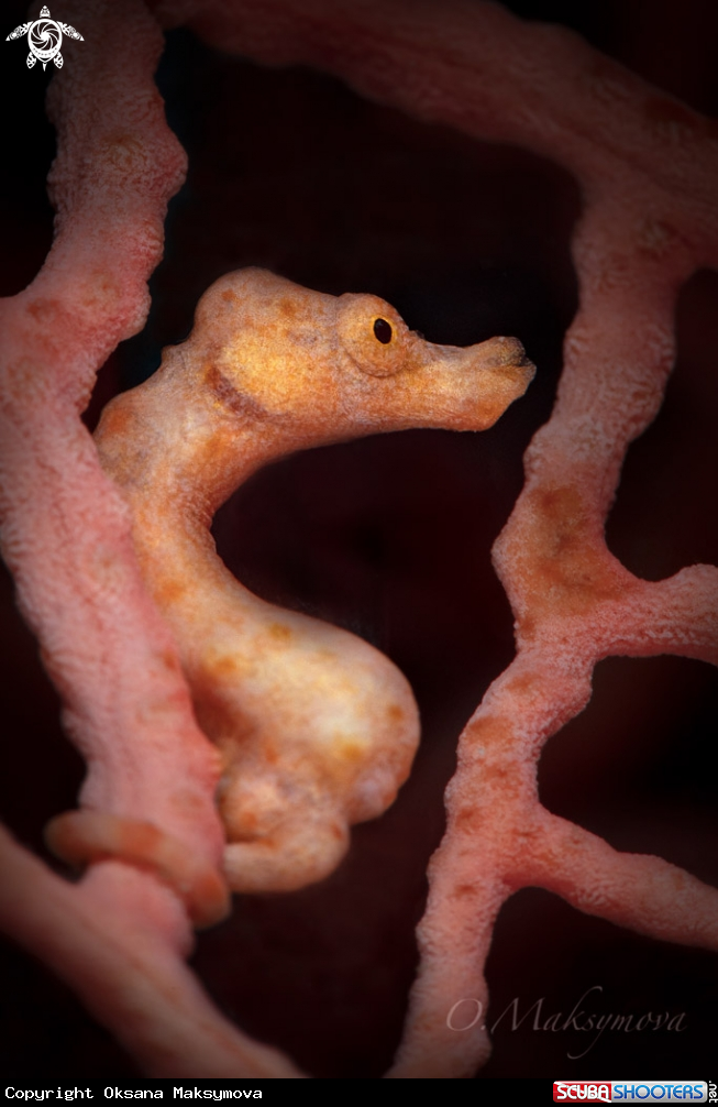 Denise's pygmy seahorse (Hippocampus denise)