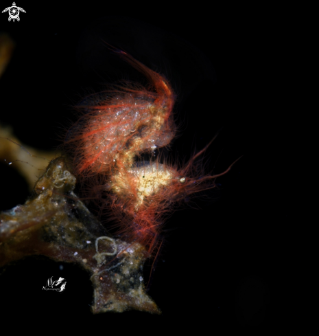A phycocaris simulans | Hairy Shrimp 