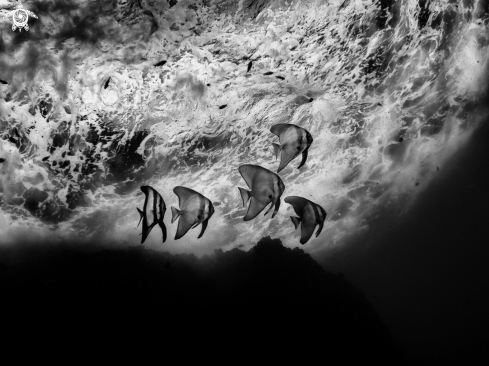 A Platax teira (juvenile) | Longfin Batfish 