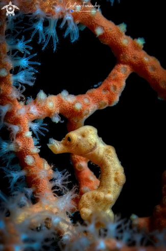 A Hippocampus denise | Seahorse
