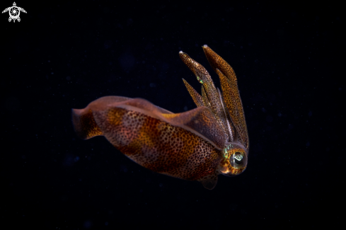 A Sepiidae |  Cattlefish