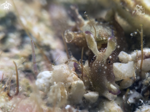 A Aplysia parvula | Seahare