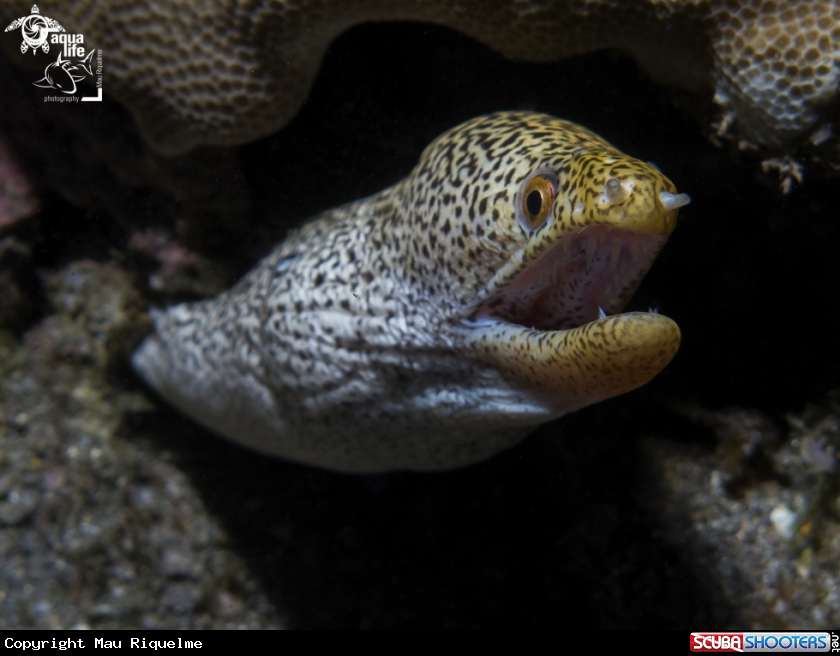 A Abbott's moray eel / Koreha Puhi