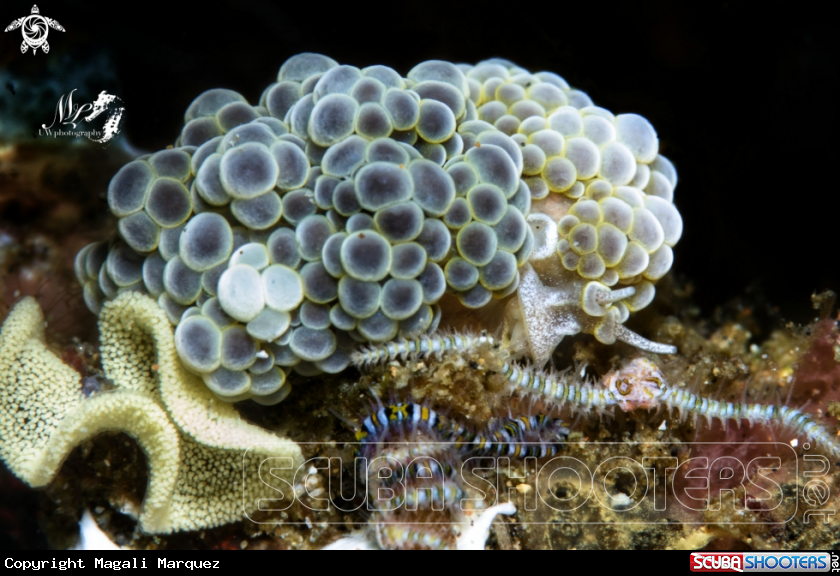 A Grape doto nudibranch  with eggs 
