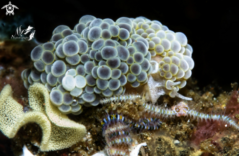 A Grape doto nudibranch  with eggs 