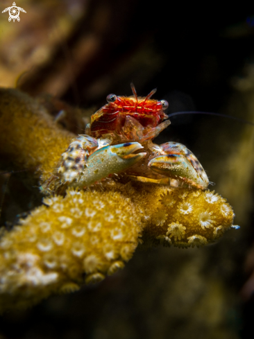 A Porcellanidae sp. | Porcelain Crab