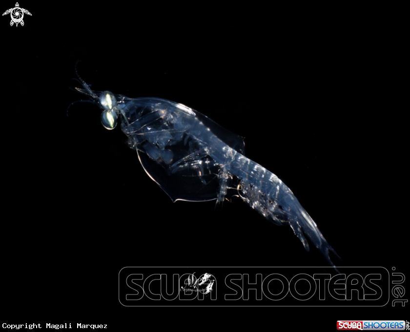 Mantis Shrimp- Larvae Stage 