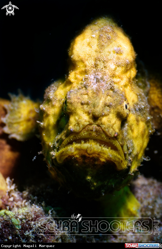 Yellow frogfish with Retra snoot 