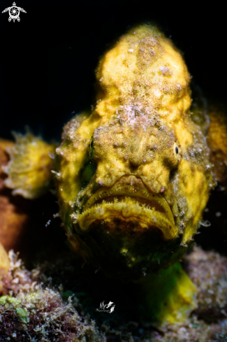 A (Antennarius multiocellatus) | Yellow Longlure Frogfish 