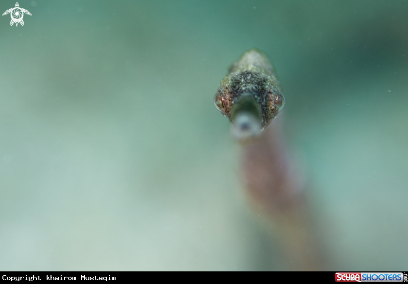 A Stick pipefish