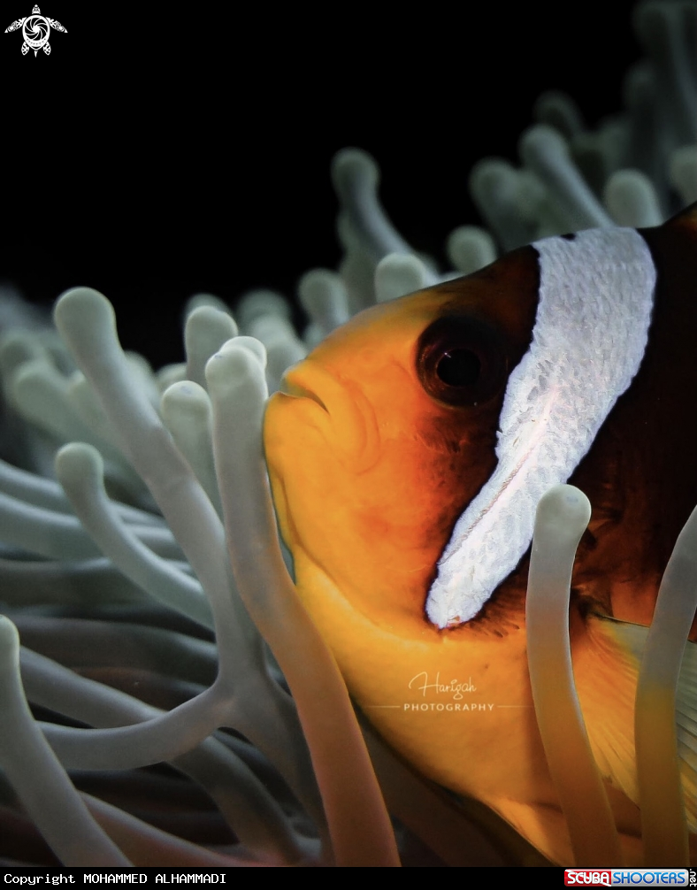 A Nemo - clown fish