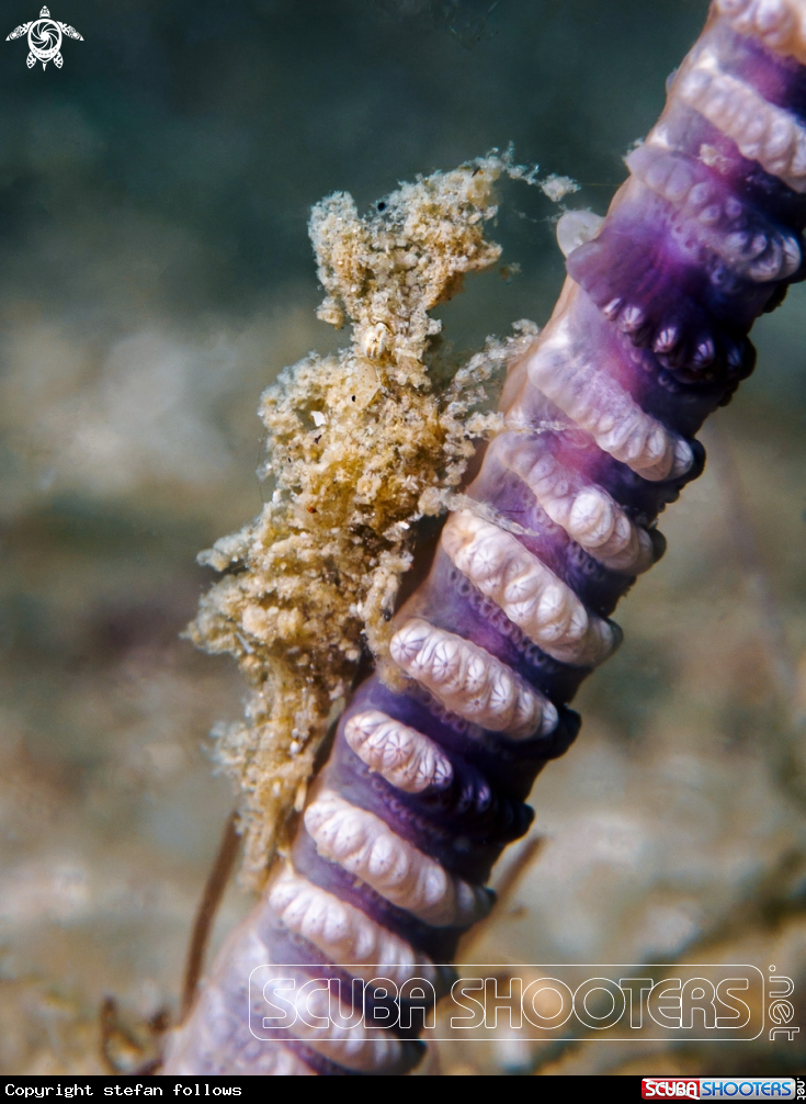 A Sea Pen Shrimp 