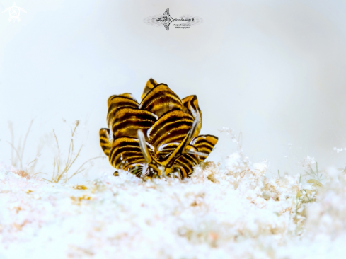 Butterfly Seaslug
