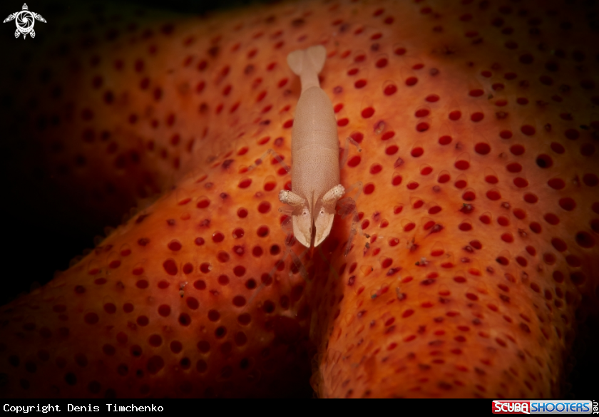 Sea star shrimp